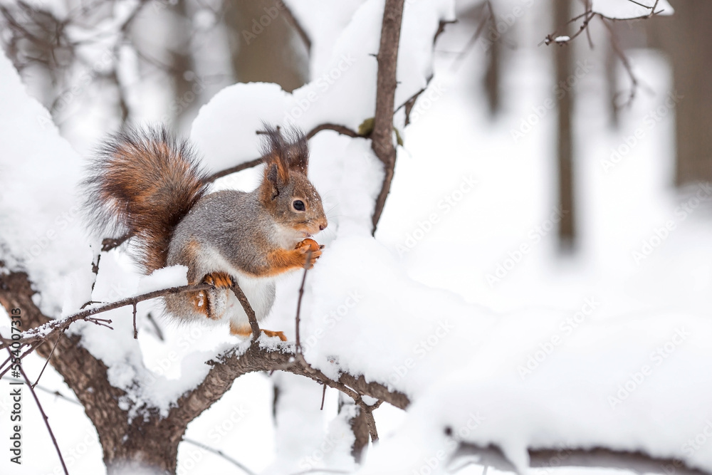 Winter. Portrait of a fluffy squirrel with nuts in its paws. Squirrels in the Tsaritsyno City Park. Feeding animals in winter. Winter. Portrait of a fluffy squirrel with nuts in its paws. Squirrels in the Tsaritsyno City Park. Feeding animals in winter.