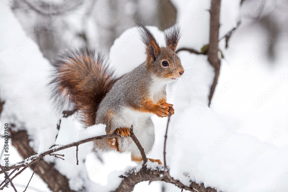 Winter. Portrait of a fluffy squirrel with nuts in its paws. Squirrels in the Tsaritsyno City Park. Feeding animals in winter. Winter. Portrait of a fluffy squirrel with nuts in its paws. Squirrels in the Tsaritsyno City Park. Feeding animals in winter.