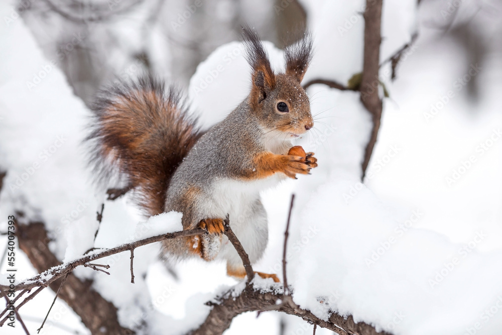 Winter. Portrait of a fluffy squirrel with nuts in its paws. Squirrels in the Tsaritsyno City Park. Feeding animals in winter. Winter. Portrait of a fluffy squirrel with nuts in its paws. Squirrels in the Tsaritsyno City Park. Feeding animals in winter.