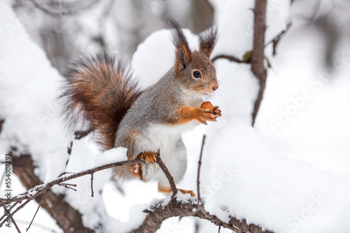 Winter. Portrait of a fluffy squirrel with nuts in its paws. Squirrels in the Tsaritsyno City Park. Feeding animals in winter. © Юлия Клюева