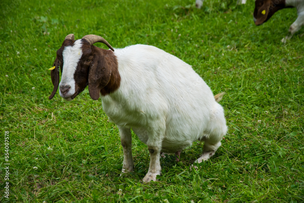 Fototapeta premium goat
