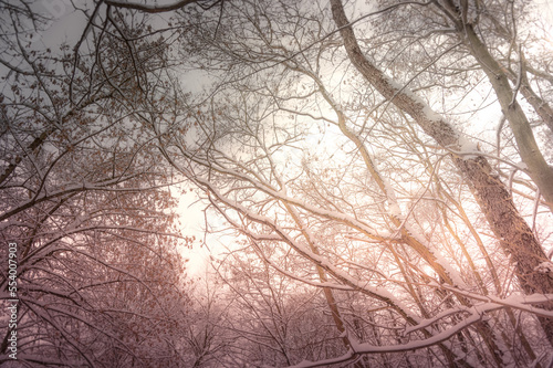 Sunset in the snowy forest