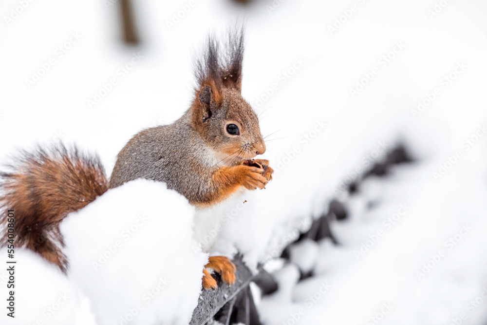 Fototapeta premium Winter. Portrait of a fluffy squirrel with nuts in its paws. Squirrels in the Tsaritsyno City Park. Feeding animals in winter.