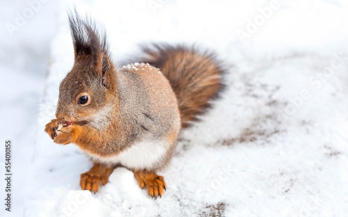 Winter. Portrait of a fluffy squirrel with nuts in its paws. Squirrels in the Tsaritsyno City Park. Feeding animals in winter.