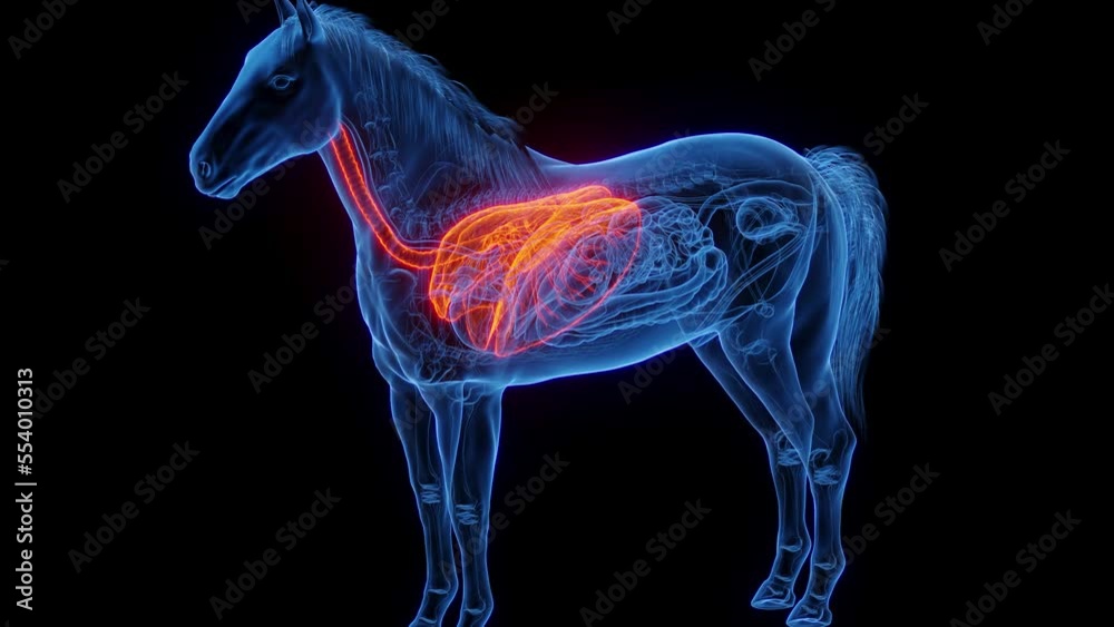 3D medical animation of a horse's lungs 3D medical animation of a horse's lungs