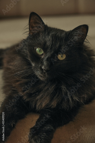 Funny beautiful cute black cat hiding on the sofa © Mk16.15