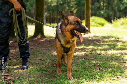 German Shepherd, on a leash, walking in the woods during the day