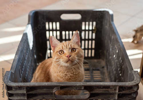Orange cat sitting in a box
