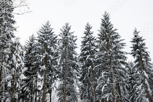 Tall snow covered pine trees in a forest in Switzerland, Europe. Wide angle shot, no people © Octavian