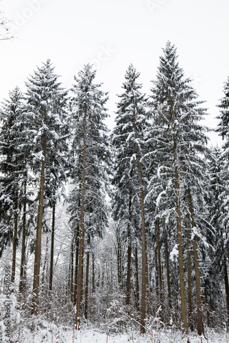 Tall snow covered pine trees in a forest in Switzerland, Europe. Wide angle shot, no people