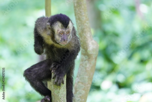Fototapeta Naklejka Na Ścianę i Meble -  The black capuchin (Sapajus nigritus), also known as the black-horned capuchin, is a capuchin monkey from the Atlantic Forest in south-eastern Brazil and far north-eastern Argentina.
