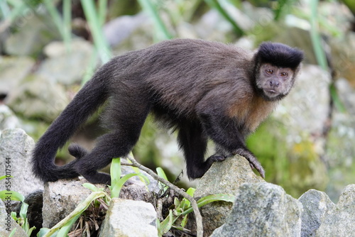 The black capuchin (Sapajus nigritus), also known as the black-horned capuchin, is a capuchin monkey from the Atlantic Forest in south-eastern Brazil and far north-eastern Argentina.