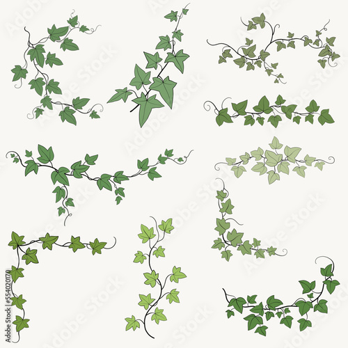Floral ivy drawing decorative ornament flat design collection.