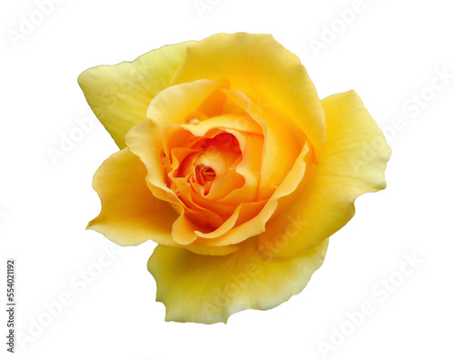 Gorgeous Blossoming Yellow Rose Isolated on Transparent Background, PNG File