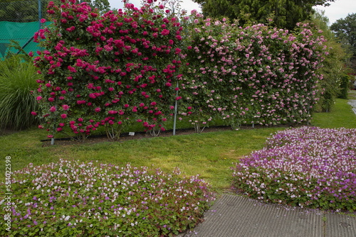 Rose garden in the public park Bezrucovy sady in Olomouc,Czech Republic,Europe
