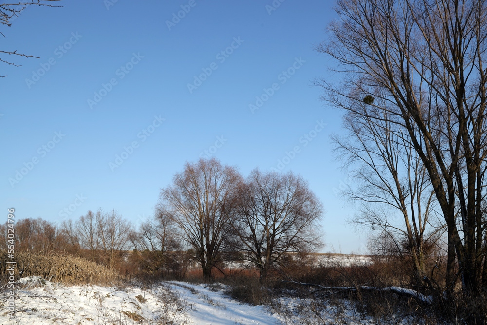 Trees at the frozen lake in winter Trees at the frozen lake in winter