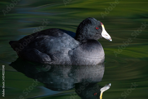 black american coot swimming