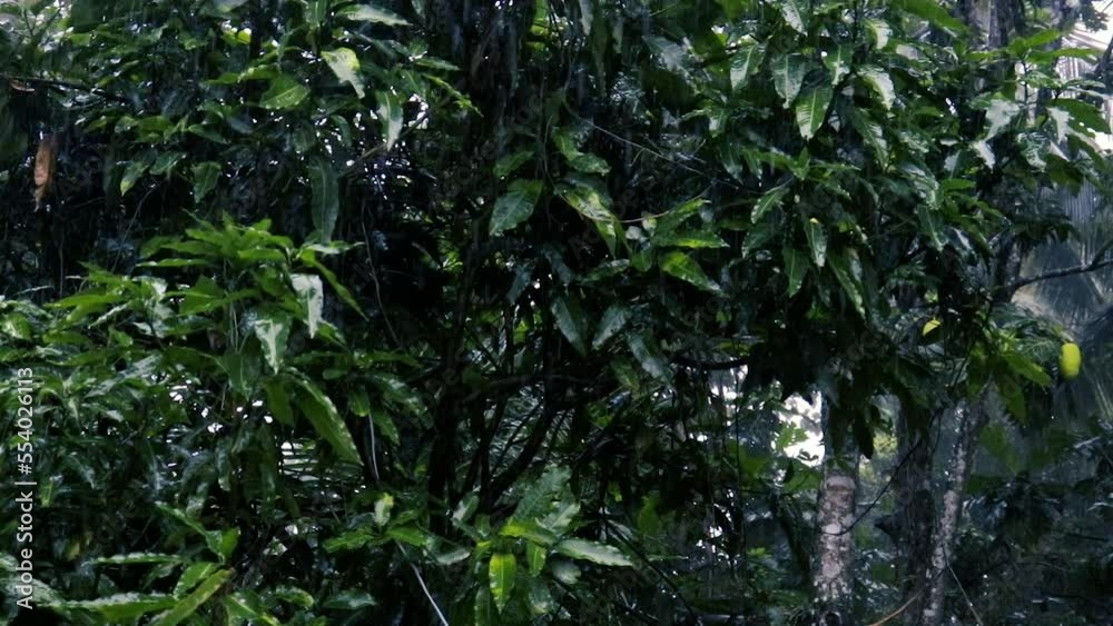 Water droplets fixed on leaves, a Raining day in a tropical home garden Water droplets fixed on leaves, a Raining day in a tropical home garden