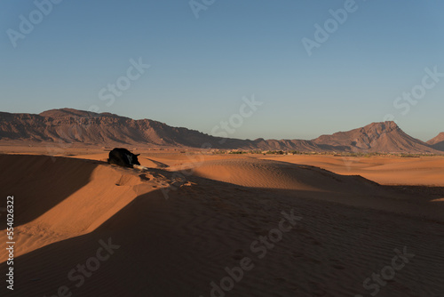 Landscape picture of Sahara desert dunes with blue sky, dog sleeping on the sand