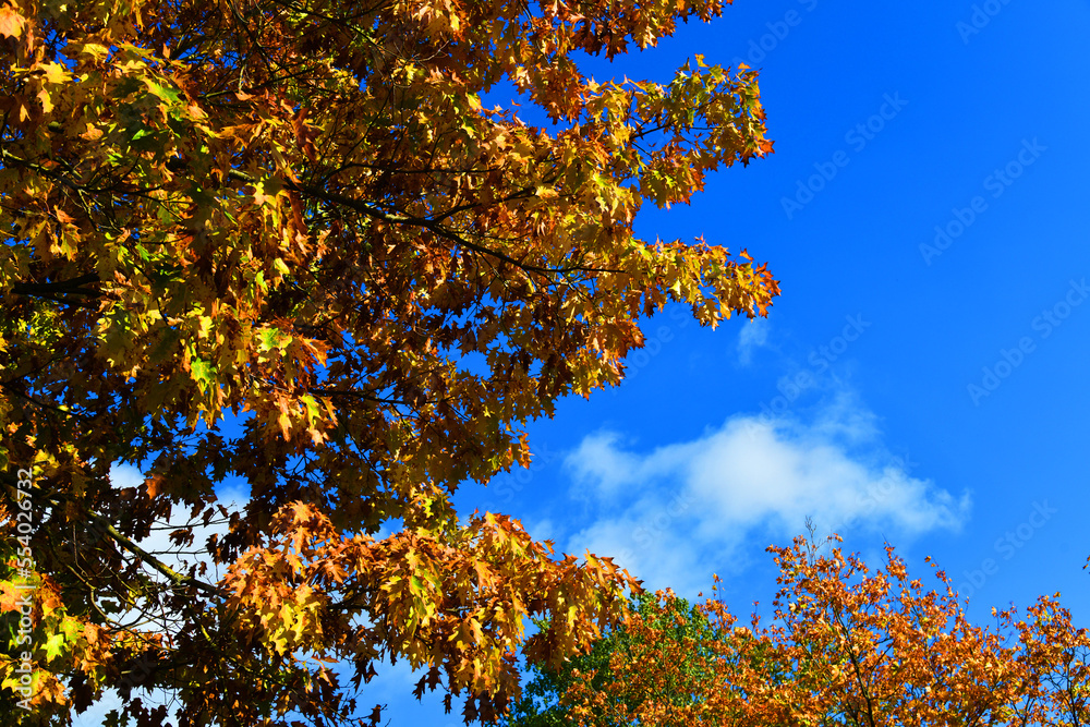 Orange autumn maple branches against the blue sky Orange autumn maple branches against the blue sky