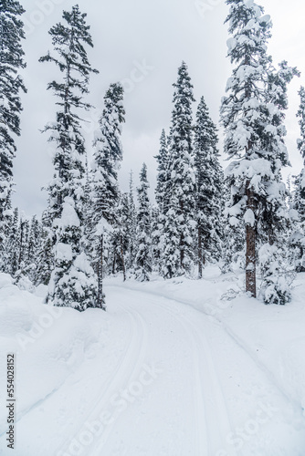 Forest near Lake Louise in Banff Park