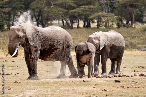 Beautiful portrait of a family of elephants taking a shower of dirt and mud in Amboseli National Park  African savannah in Kenya