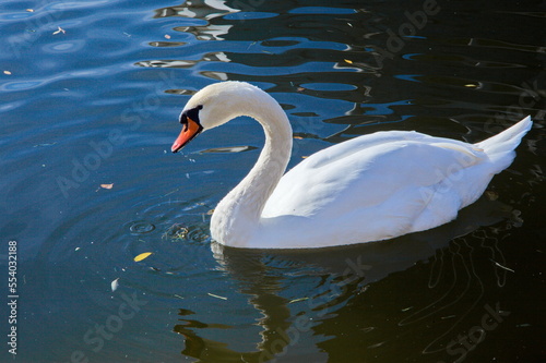 Fototapeta Naklejka Na Ścianę i Meble -  swan on the water