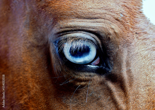 Close-up of the head of a bay horse with blue eyes