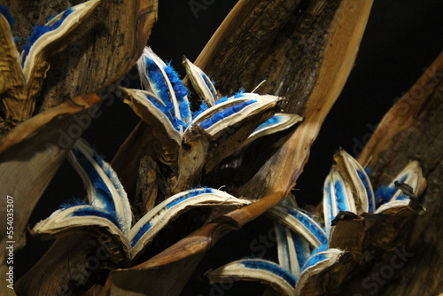 タビビトノキ 青色の種子