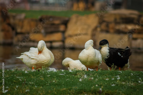 aves migratorias descansando en un parque