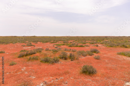 Beautiful red grass on the plain.