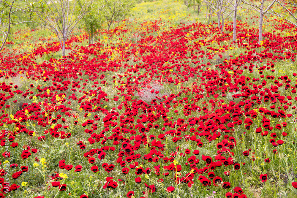 Wild poppy field in spring.