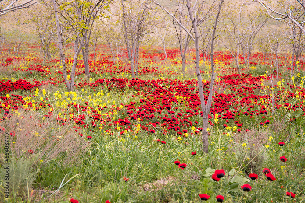 Wild poppy field in spring.
