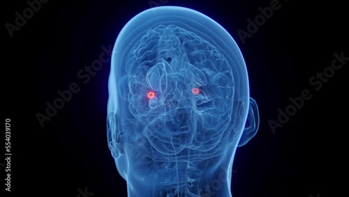 3D medical animation of a man's amygdaloid body