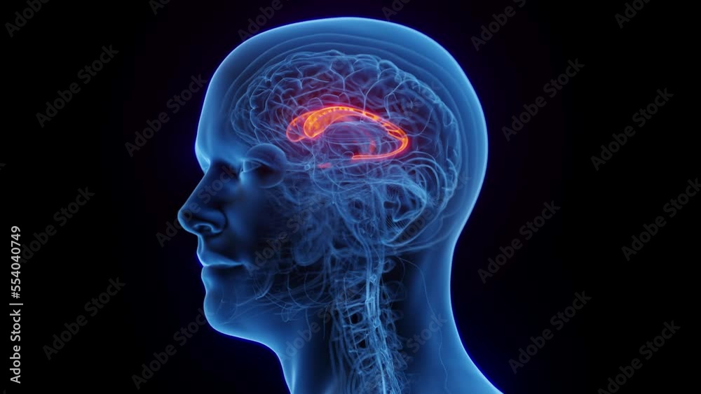 3D medical animation of a man's caudate nucleus 3D medical animation of a man's caudate nucleus