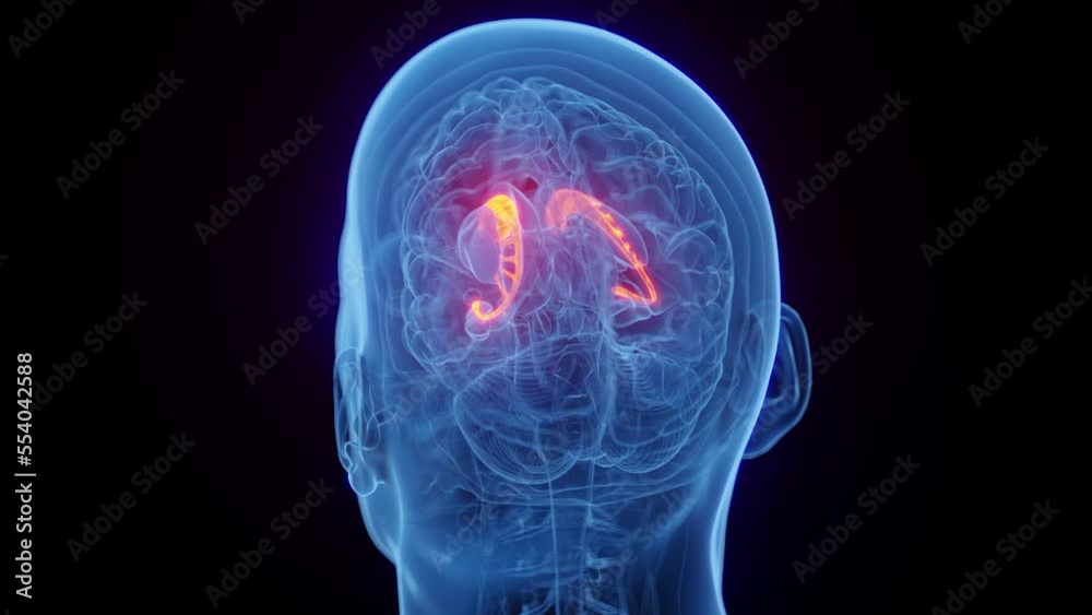 3D medical animation of a man's caudate nucleus