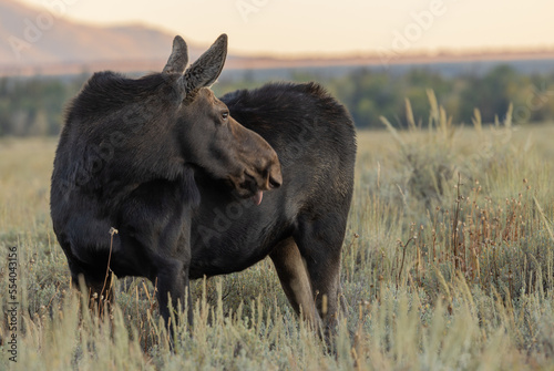 Cow Shiras Moose in Wyoming in Autumn