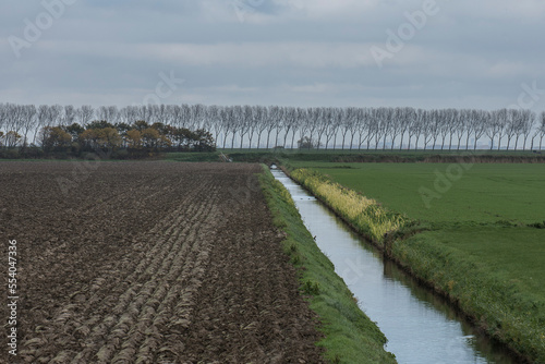 a row of poplars, plowed fields and meadows seperated by a ditch in the polder of the island Goeree Overflakkee in winter photo