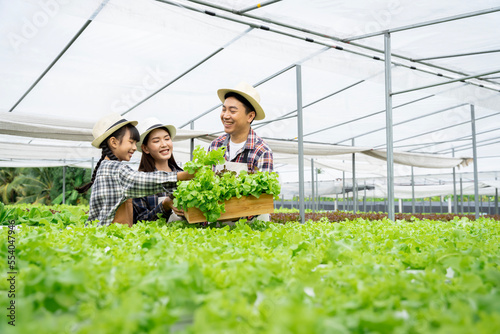 Asian family father, mother and daughter picking vegetables. Happy inspecting your own hydroponic vegetable garden..