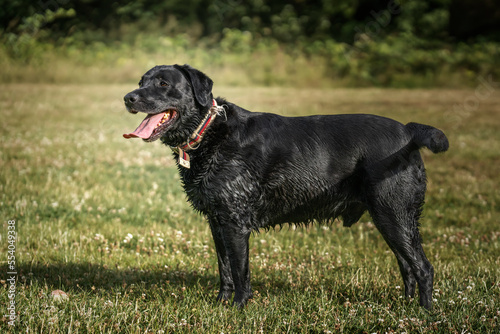 Black Labrador standing in a field looking to the left