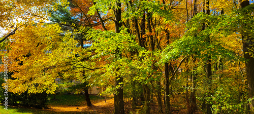 autumn leaves in the forest