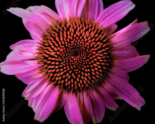 pink flower isolated on black