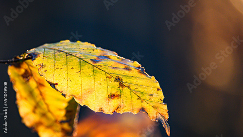 autumn leaves on the tree