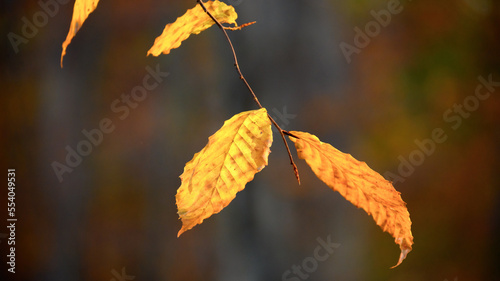 autumn leaves on a tree