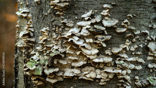 fungus on tree trunk