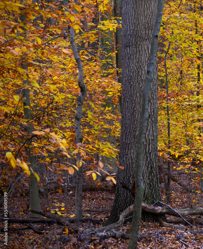 autumn in the woods