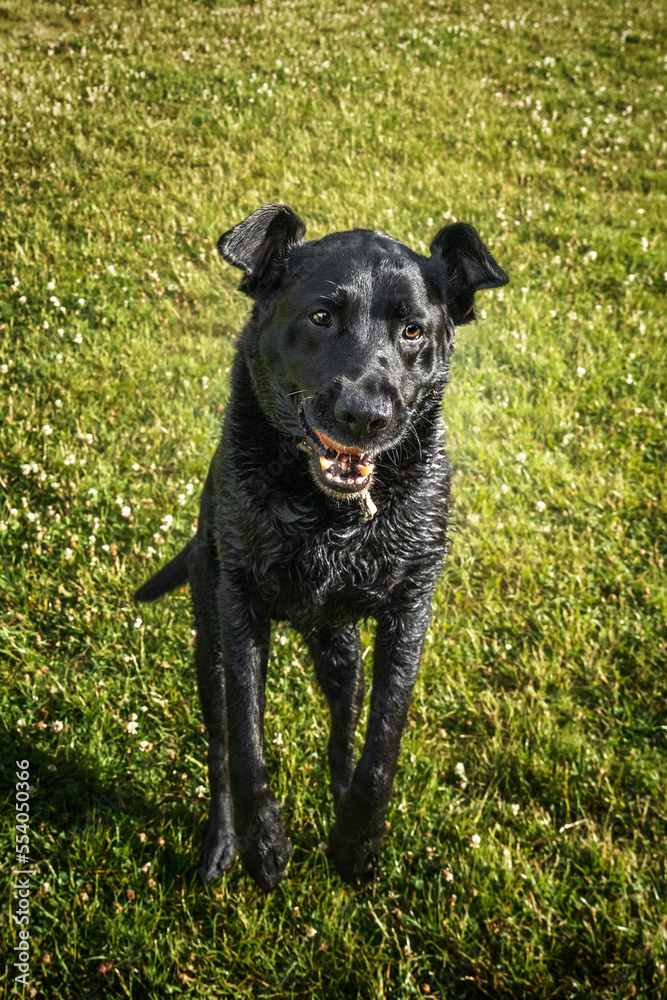 A Wet Black Labrador jumping with a crazy face
