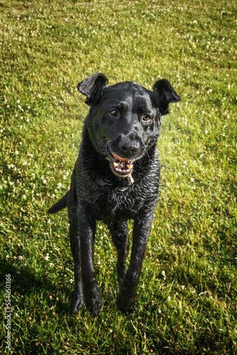 A Wet Black Labrador jumping with a crazy face