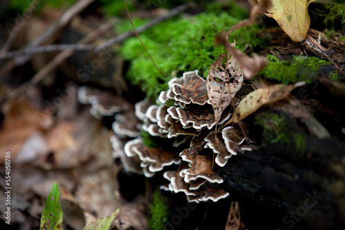 Mushrooms beside a hiking trail in Ontario.