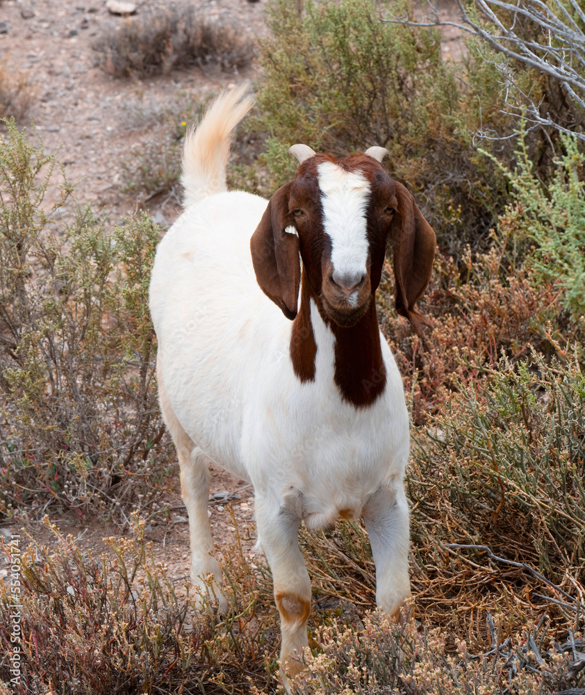 Obraz na plátně Friendly boer goat ram